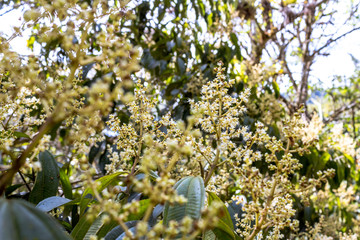 Yellow flowers with it´s plant