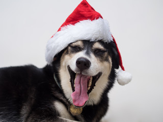 The Santa Claus dog is sleepy, she open her mouth so big for yawning with the long pink tongue such a nice moment to catch up during holidays of christmas