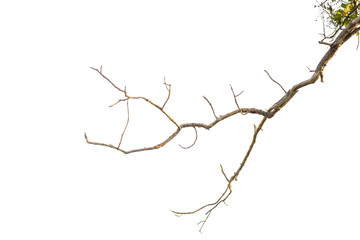 a bare tree branch against a white background.