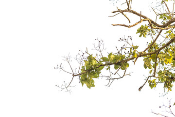 Dry twig and green leaves on the tree on isolated white background.