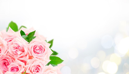 Fototapeta na wymiar Pink blooming fres roses isolated on festive bokeh background