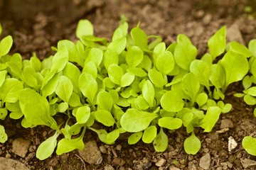 Insalata, lattuga primaverile coltivata in piccola serra hobbystica