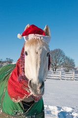 Horse wearing a christmas hat, tinsel & dressed in christmas colours with a snow background