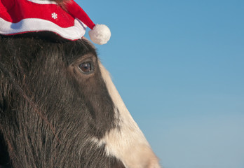 Close up of a pony wearing a christmas hat