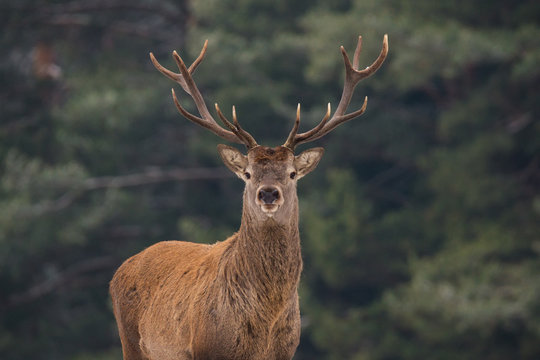 Fototapeta Noble Red Deer (Cervidae) In Winter Forest. Portrait Of Deer ( Cervus Elaphus). Great Adult Noble Red Deer With Big Beautiful Horns On Snowy Field At Forest Background. Wildlife Landscape With Stag.