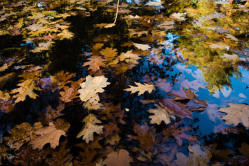 Autumn leaves floating in a lake