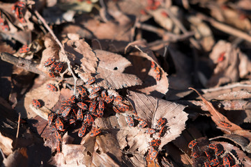 Pyrrhocoris apterus beetle in the forest on older leaves