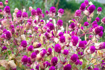 Gouffrene spherophilic. A lot of dry violet flowers grows on a flowerbed in the autumn.