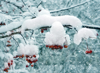Winter  red berries Mountain ash in snow