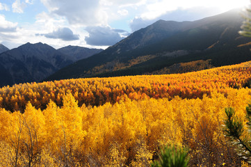 Panele Szklane  Sunset Aspen Valley - U podnóża góry Elbert (14440 stóp, najwyższego szczytu Gór Skalistych w Ameryce Północnej), słońce świeci ze szczytu wysokich szczytów na złoty jesienny gaj osiki.