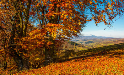 bench near tall trees with red foliage on hillside in Carpathian mountains with high peak in the distance on sunny autumn day