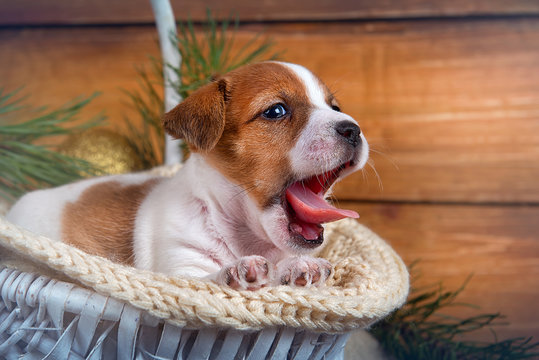 Cute puppy Jack Russell Terrier lying in a white basket and yawns on wooden background