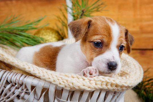 Puppy portrait Jack Russell Terrier in the basket on white wooden background with a branch of a tree.