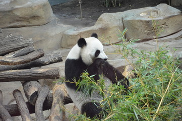 Panda - 184468671