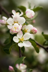 Naklejka na ściany i meble Gentle Background Of Beautiful Spring Flowers Apple Tree Blossom In Garden Close Up.