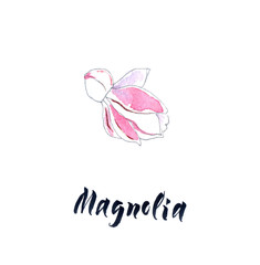 Flower of magnolia, watercolor hand drawn, illustration