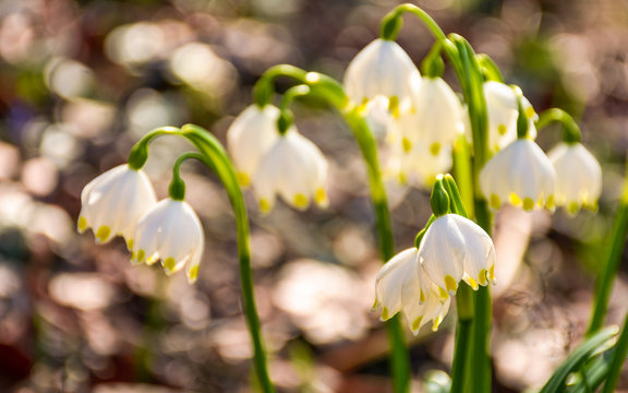 Beautiful blooming of White spring snowflake flowers in springtime. Snowflake also called Summer Snowflake or Loddon Lily or Leucojum vernum on a beautiful background of similar flowers in the forest