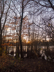 Fototapeta premium autumn sunset light through forest trees scene beauty landscape