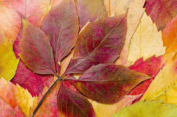 Colored dried autumn leaves background