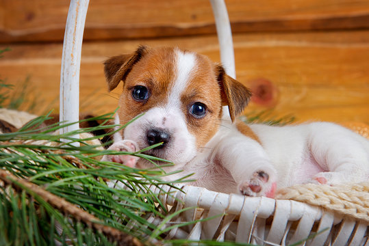 Puppy Jack Russell Terrier lying in a white basket and peeks out from behind the Christmas tree branches on wooden background
