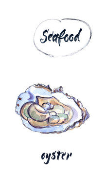 Oyster, watercolor hand drawn, illustration