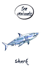 Watercolor shark on the white background. Watercolor shark sketch, hand drawn illustration