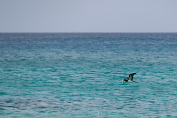 Brown booby (Sula leucogaster) with freshly caught fish in beak soaring over the Atlantic Ocean, Boa Vista