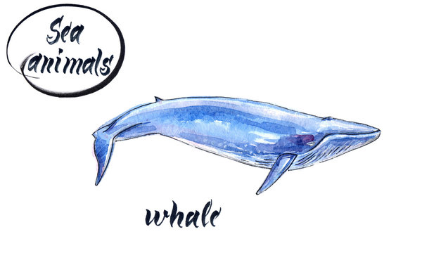 Blue whale, watercolor hand drawn, illustration