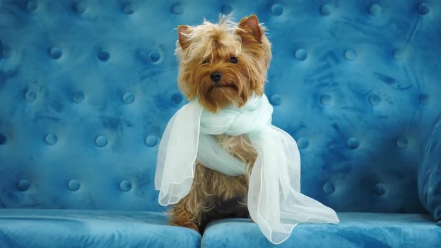Cute dog Yorkshire terrier, sits on a blue couch as a bride in the fot.