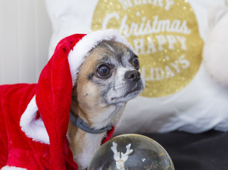 chihuahua dressed as santa claus