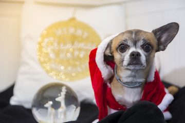 chihuahua dressed as santa claus