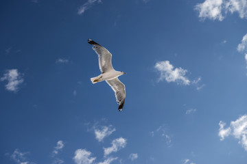 sea gull bird flying view from below
