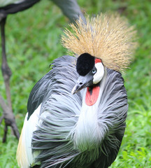 Spiky Hair Bird