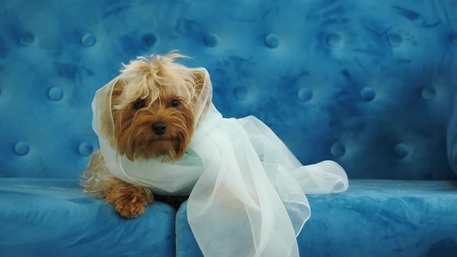 Cute dog Yorkshire terrier, sits on a blue couch as a bride in the fot.