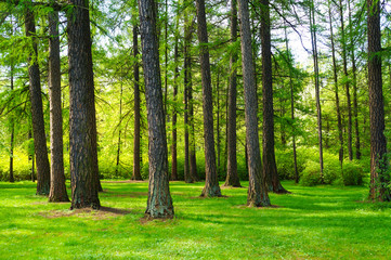 Fototapeta premium Lush green summer landscape with trees and grass.