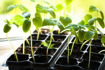 Cucumber Seedlings. Cultivation In Ground Indoors/Greenhouse. New Sprouts With Leaves From Earth.