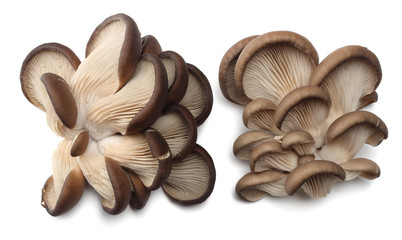 Oyster mushrooms isolated on white background. top view