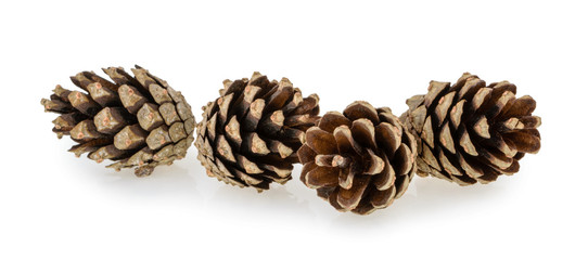 Pine cones isolated