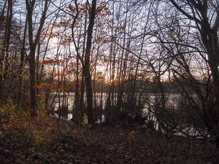 autumn sunset light through forest trees scene beauty landscape