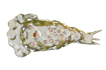 Naklejka premium Brain-eating amoeba infection, naegleriasis. Trophozite, infectious form of the parasite Naegleria fowleri, 3D illustration