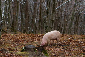 Pig in a mountain forest