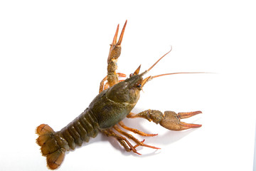 Crayfish on a white background