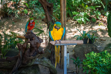 In the tropical forest among the branches of the feeder for a large multi-colored parrots sitting on a pole.
