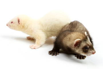 two ferret Isolated on white background