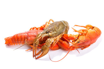 Crayfish isolated on white