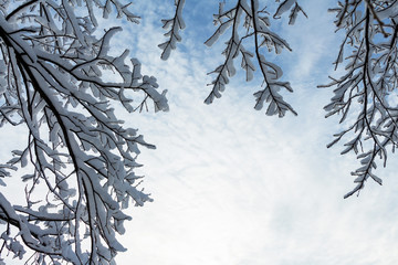 Trees in snow and a frame of twigs against a blue sky in winter close-up with copy space