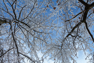 Trees in snow against a blue sky in winter close-up