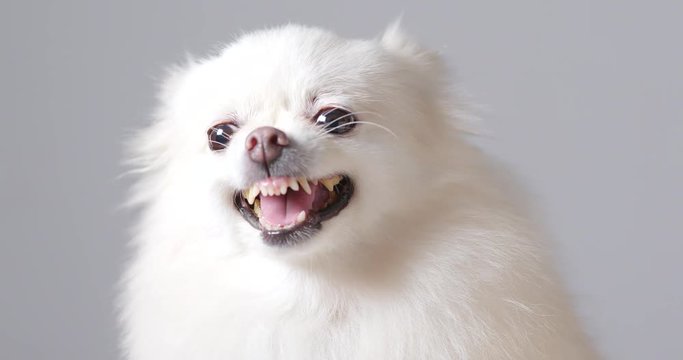 Angry Pomeranian dog