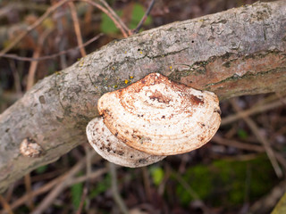 close up of sideways white platelet mushroom growing on dead tree branch