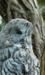 Owl on tree deep in the forest